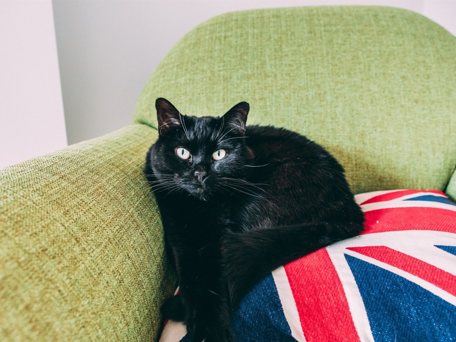 Два толстых кота