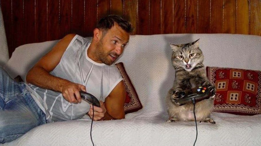 Два кота на диване