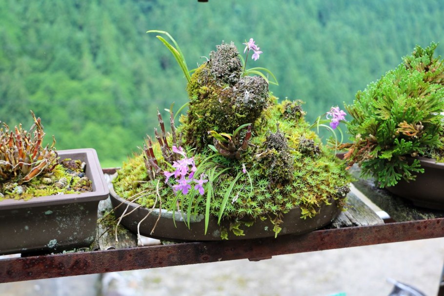 Бересклет ниваки