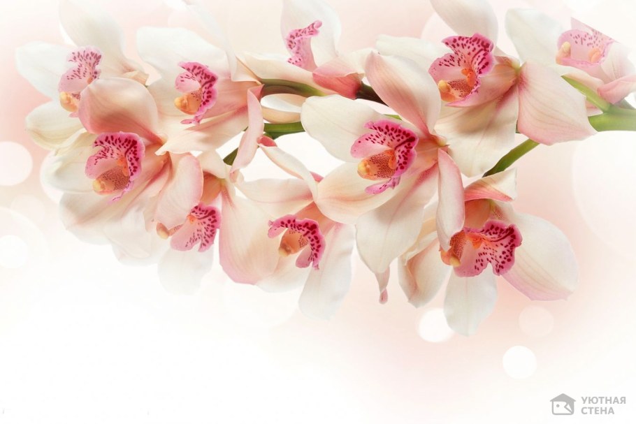 Красивые цветы на Светлом фоне