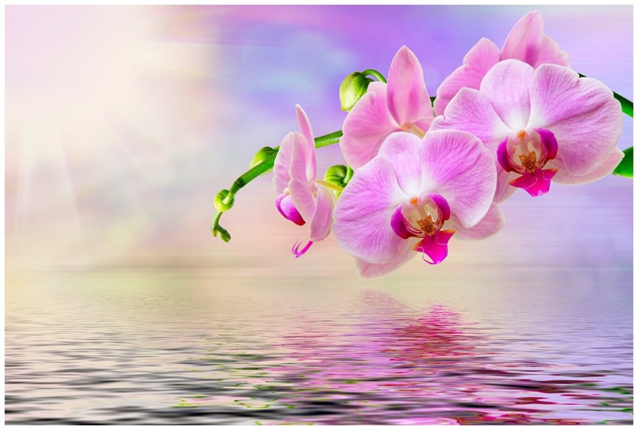 Фотообои орхидеи