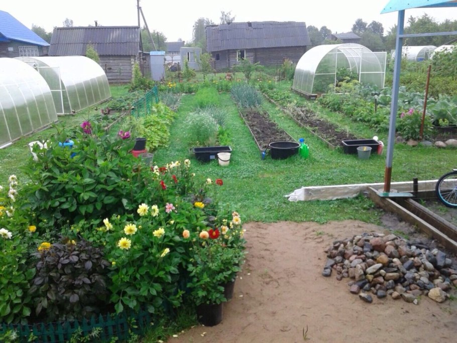 Красивый огород около теплицы