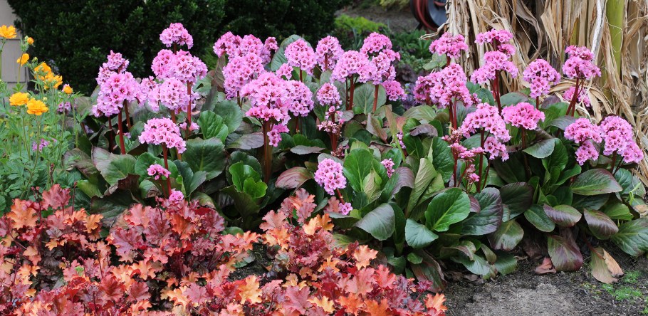 Хоста лилейники астильба