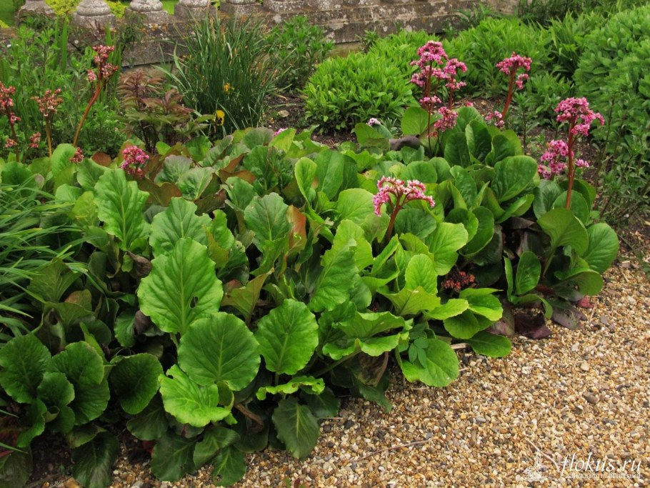 Bergenia cordifolia