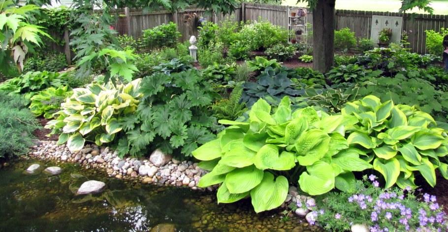 Бадан в ландшафтном дизайне на даче