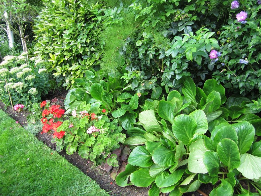 Хвойники бадан Хоста