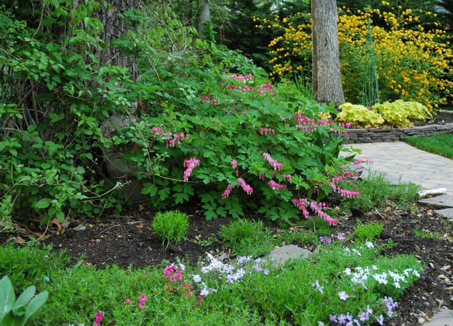 Композиции с баданом в саду