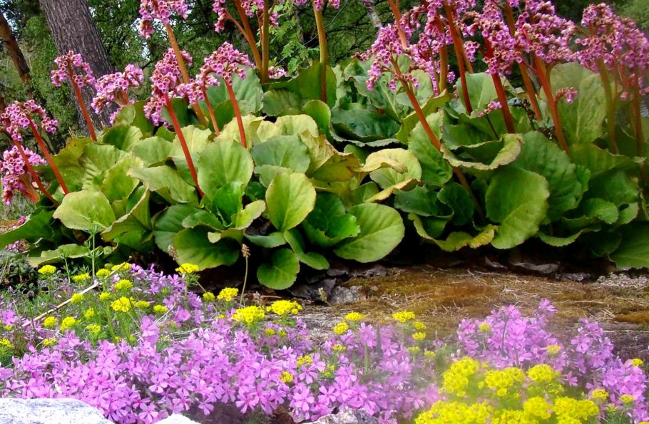 Бадан в миксбордере