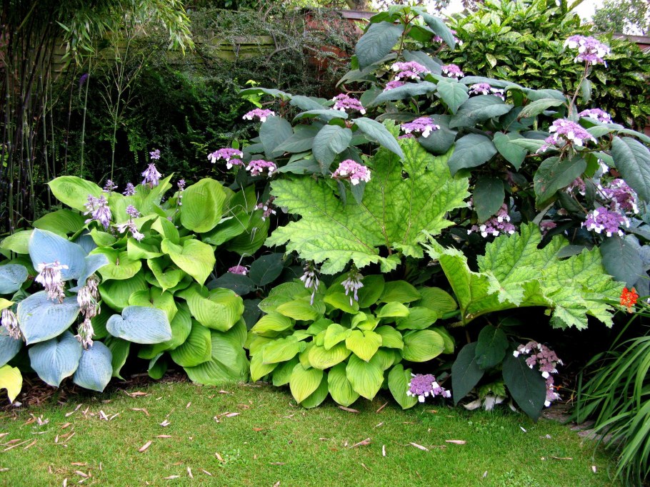 Бадан Хоста лилейник