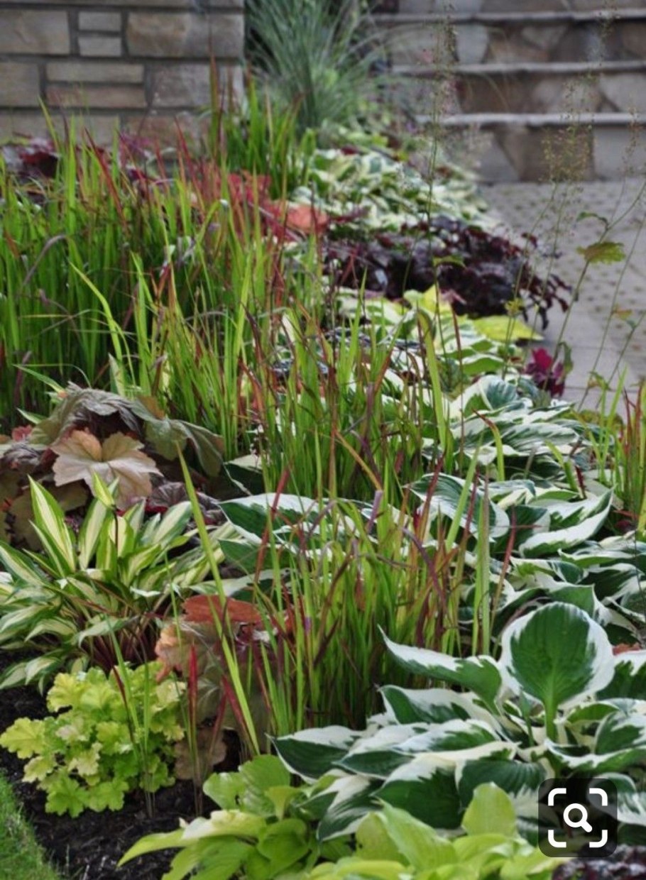 Бадан диабло