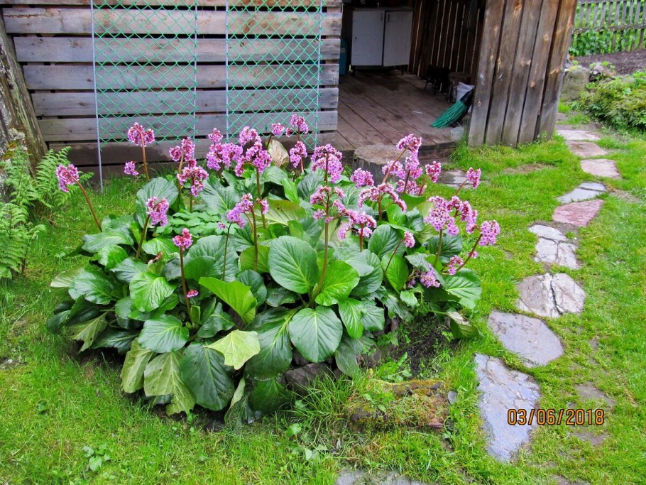 Бадан и гортензия