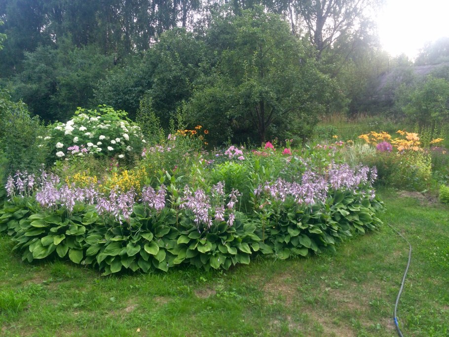 Астильба Хоста папоротник в клумбе