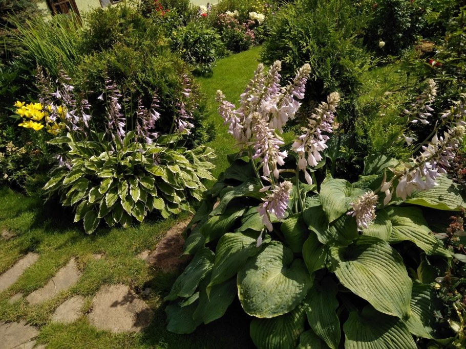 Гейхера и Хоста на клумбе