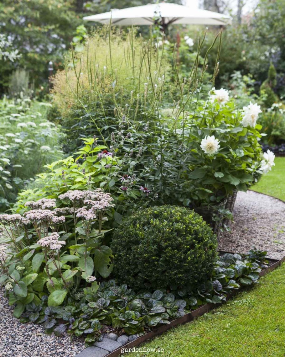 Хоста на клумбе