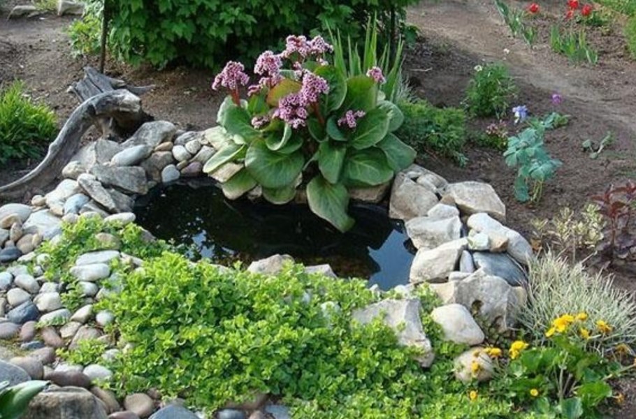 Бегония Хоста бадан клумба