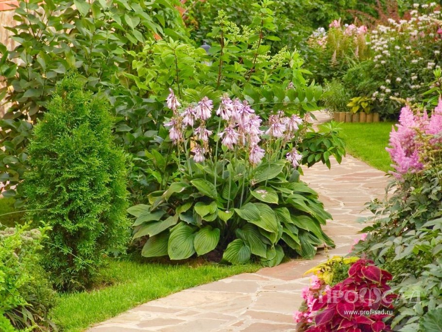 Бадан около пруда