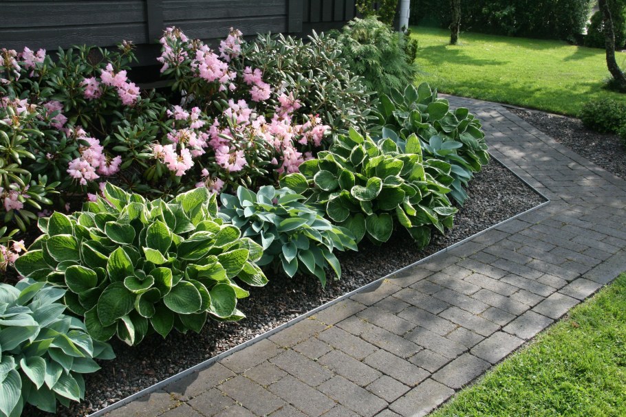 Бадан хосты пион