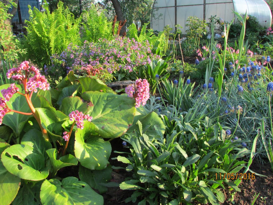 Бадан в миксбордере