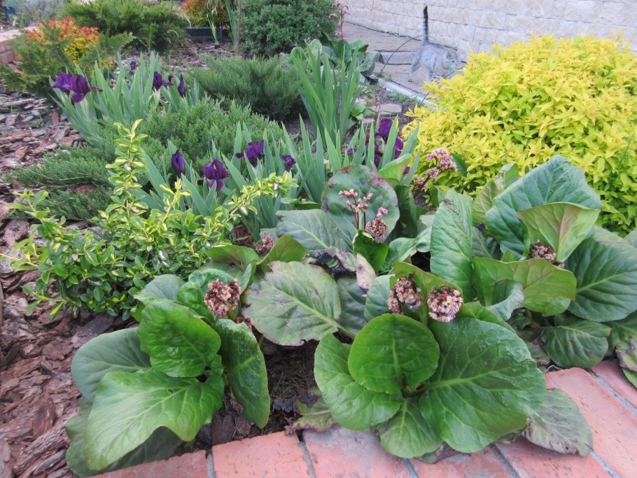 Лилейники Хоста миксбордер