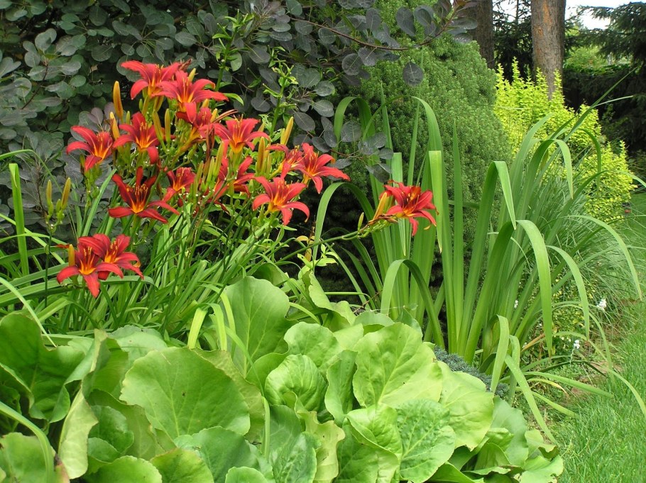 Клумба Хоста лилейник спирея