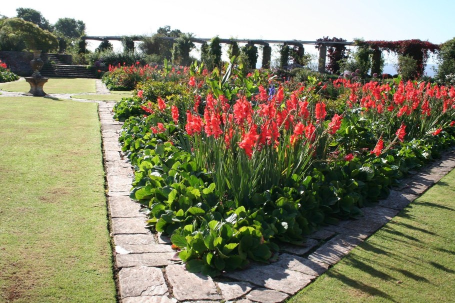 Астильбоидес Хоста