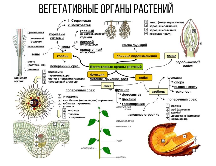 Вегетативные органы растения таблица ЕГЭ биология