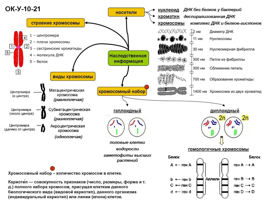 Строение хромосомы эукариотической клетки
