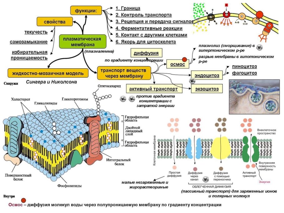 Плазматическая мембрана структура и функции