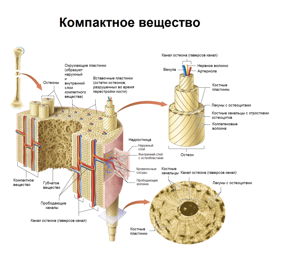 Строение остеона костная ткань
