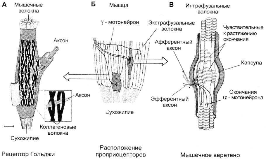 Схема строения мышечного веретена