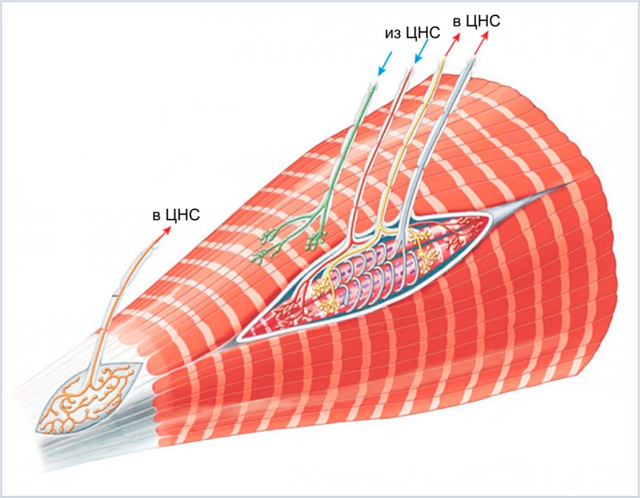 Нервно сухожильные веретена строение