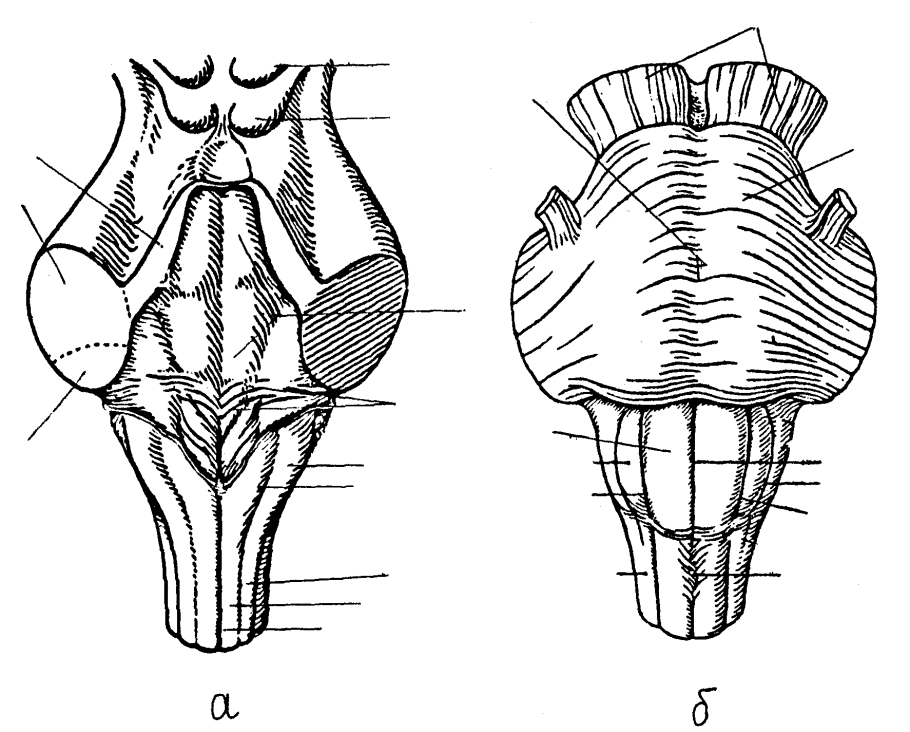 Продолговатый мозг вид спереди и сзади