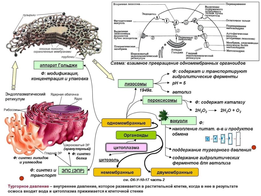Строение органоидов клетки ЕГЭ биология