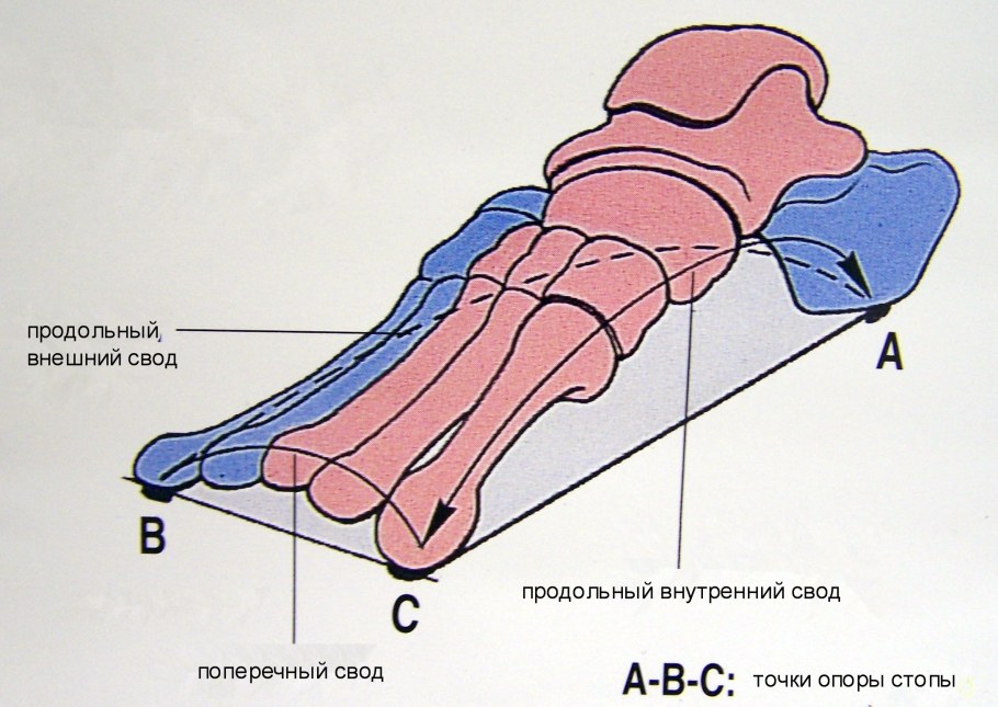Продольный и поперечный свод стопы