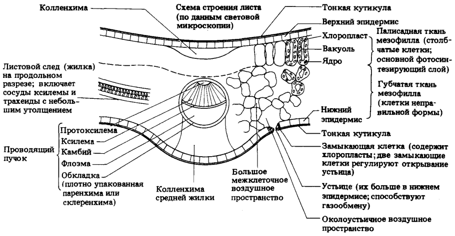 Строение среза листовой пластинки