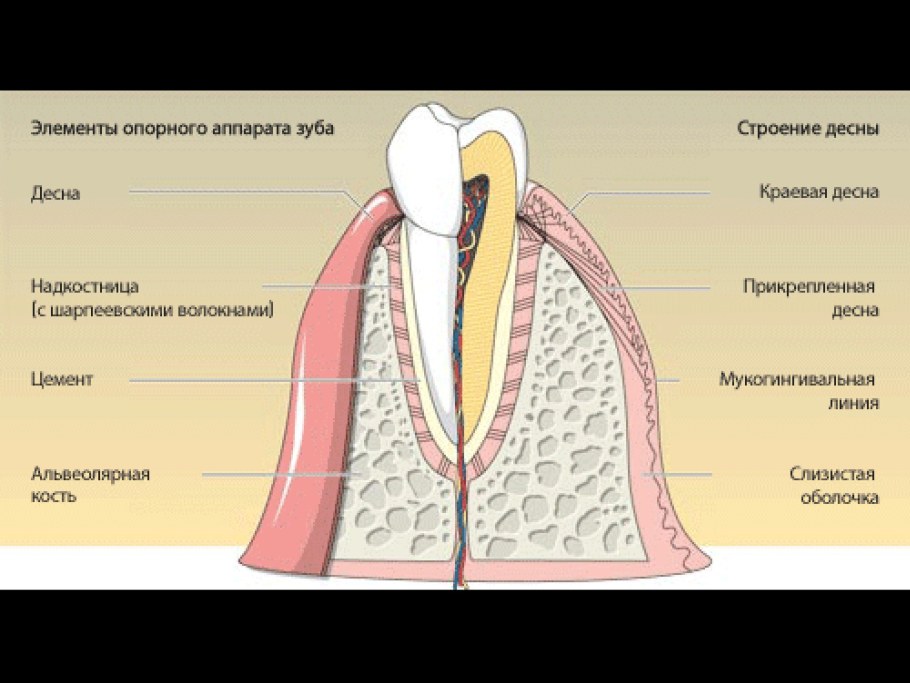 Строение пародонта и десны