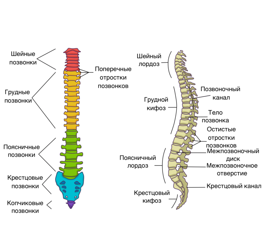 Скелет туловища Позвоночный столб