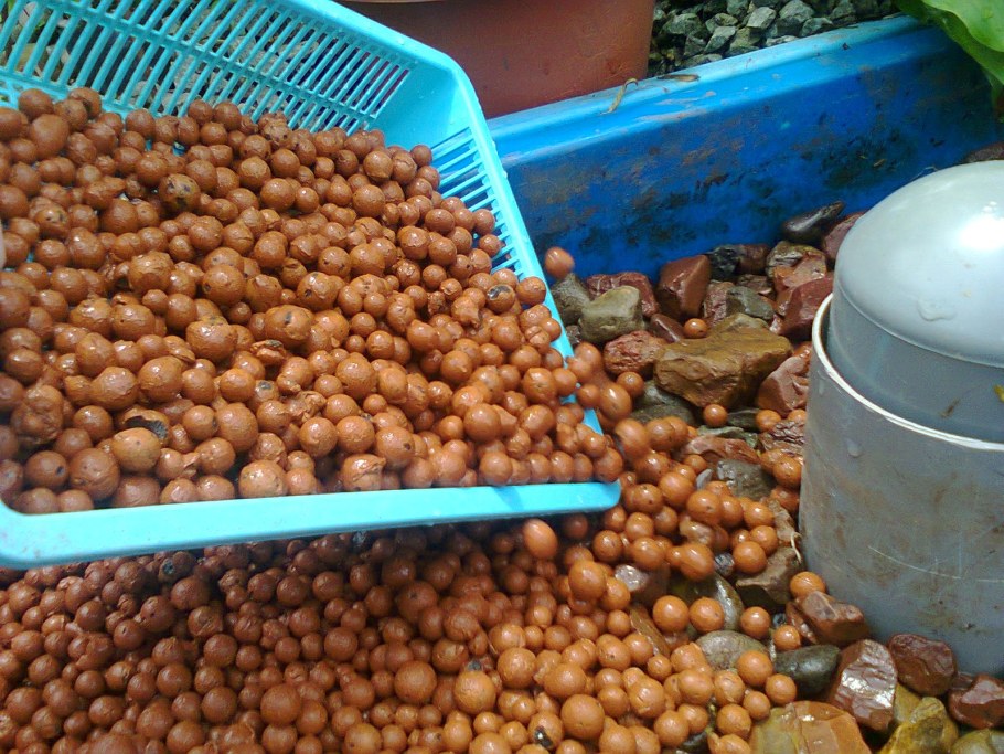 Мульчирование туи мраморной крошкой