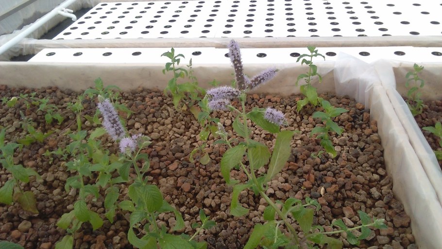 Грядки из пеноблоков