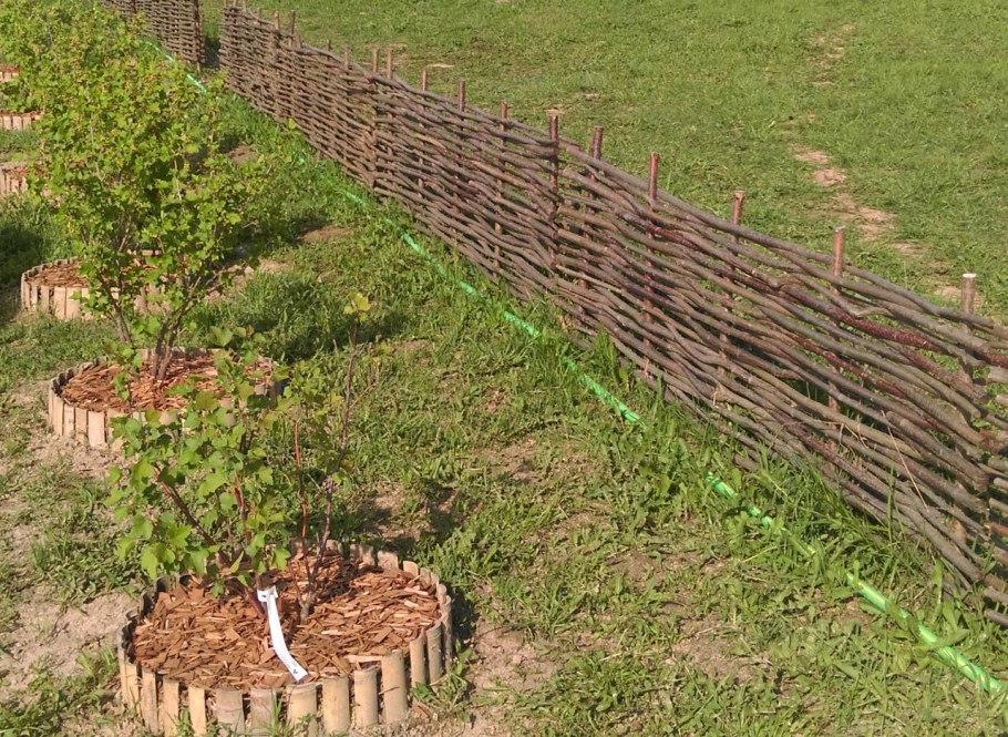 Заборы из лозы орешника