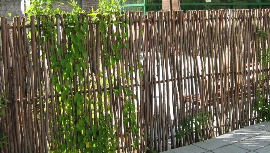Лозоплетение из ивы изгороди