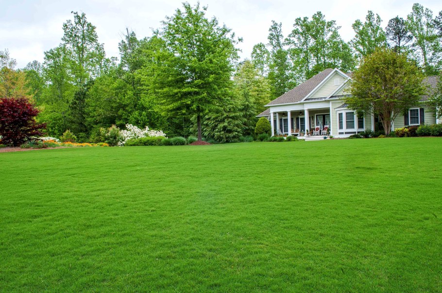 Газон элитный партерный