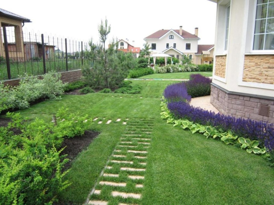 Овсяница красная Максима 1