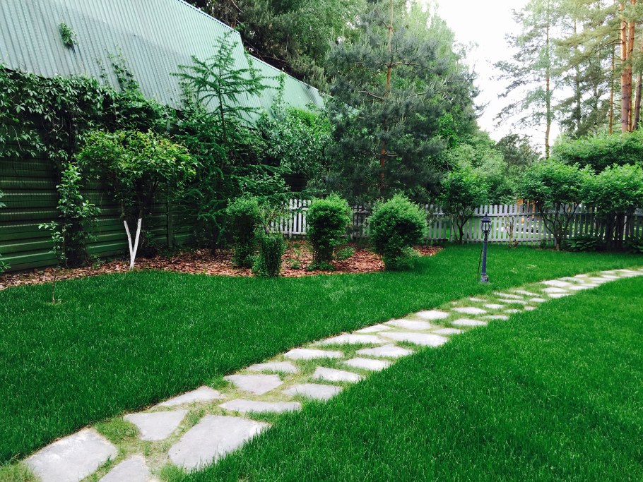 Газон на дачном участке