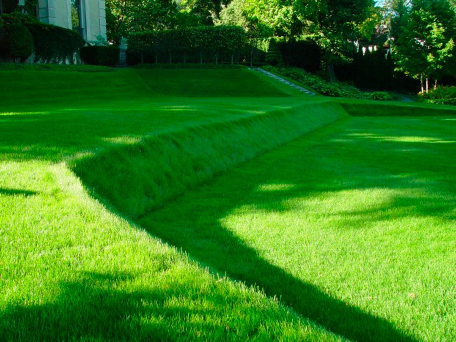 Красивый газон