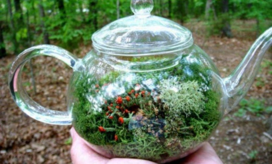 Террариум в чайнике