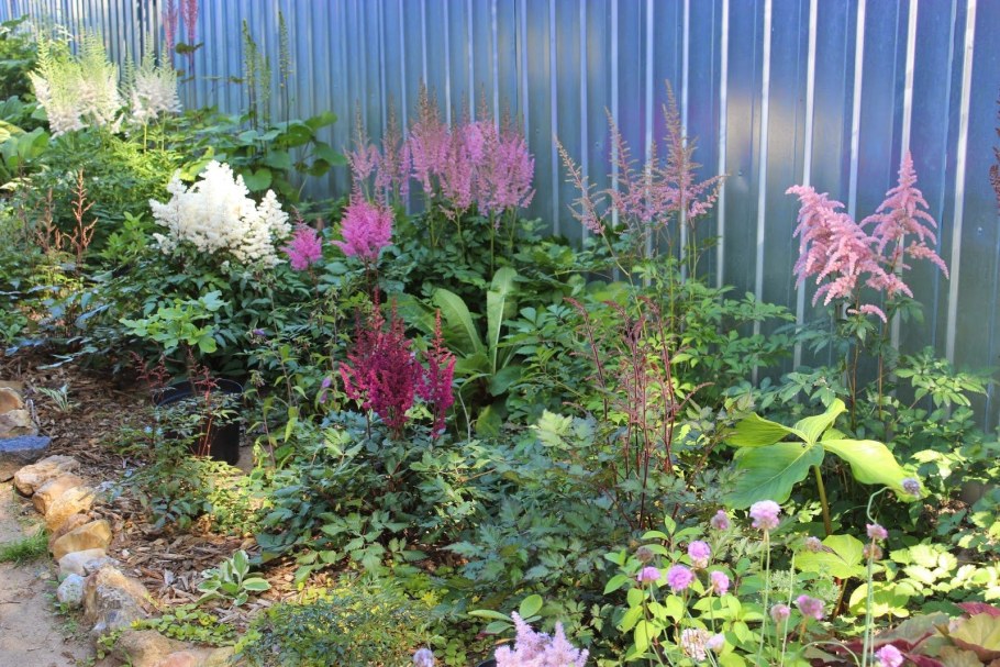 Клумба Волжанка астильба Хоста