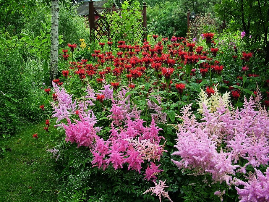 Миксбордер с пионами