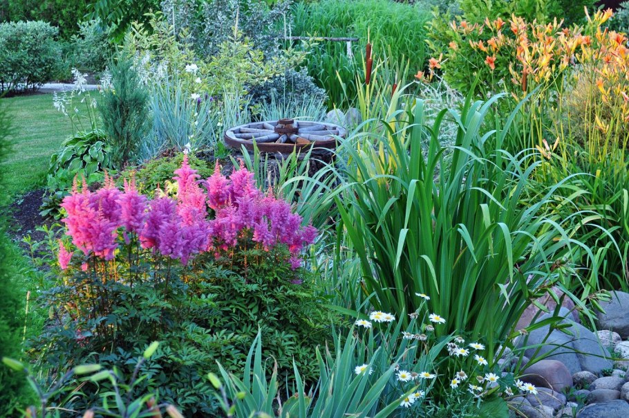 Гортензия астильба Хоста