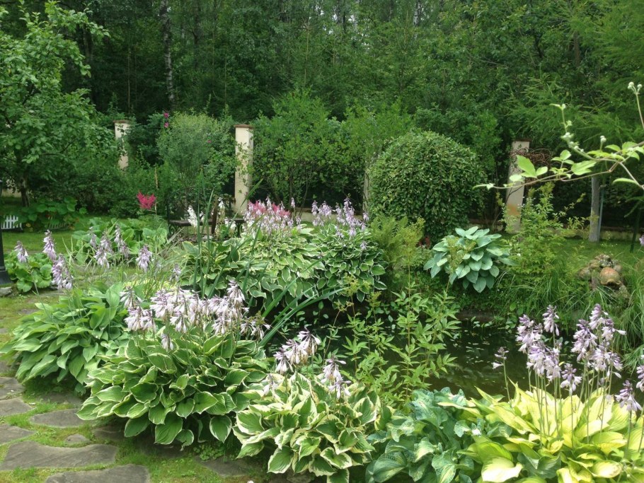 Астильба Распберри